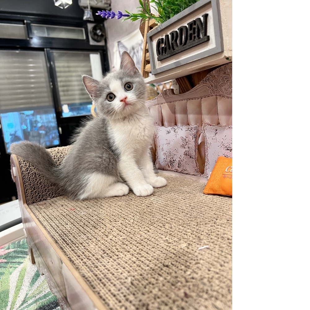 藍白賓士英短㊚弟弟（☆已有家★）