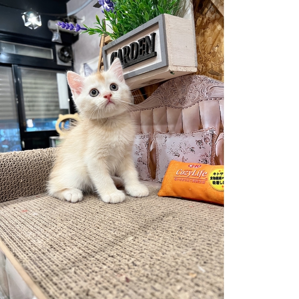 奶白英短㊚弟弟（☆已