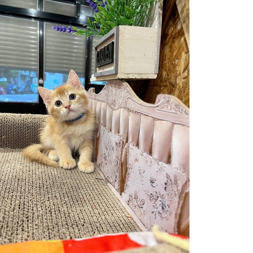 紅金英短㊚弟弟（☆已有家★）