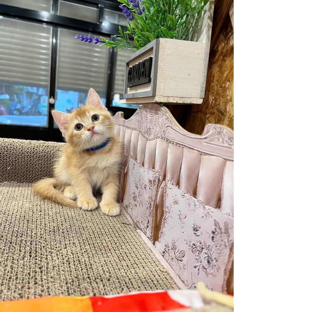 紅金英短㊚弟弟（☆已有家★）