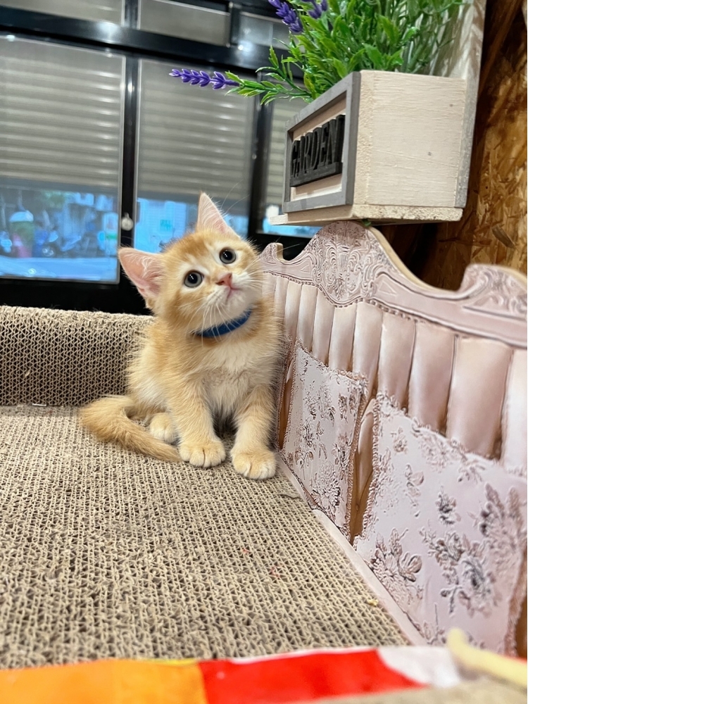 紅金英短㊚弟弟（☆已有家★）