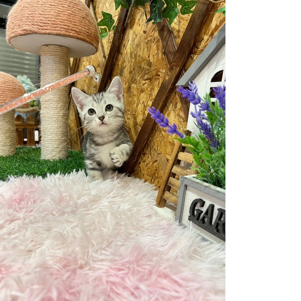 銀白美短曼赤肯㊛妹妹（☆已有家★）