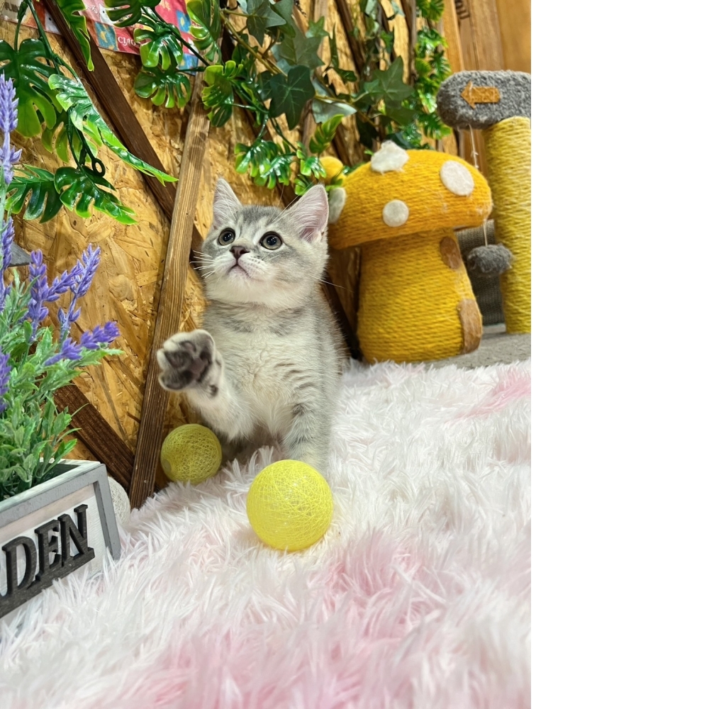 藍虎斑英短㊚弟弟（☆已有家★）
