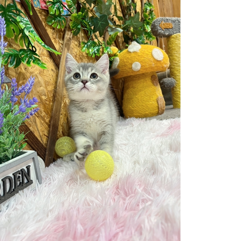 藍虎斑英短㊚弟弟（☆