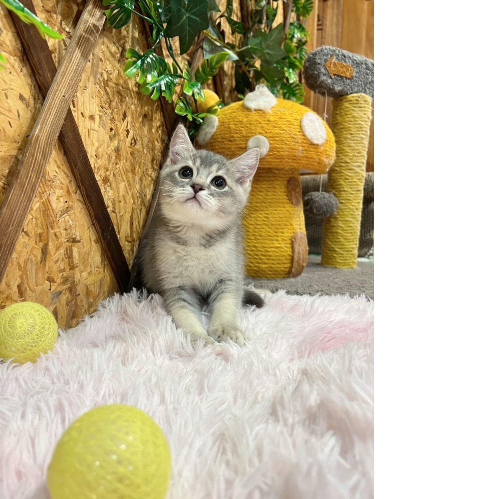 藍虎斑英短㊚弟弟（☆已有家★）