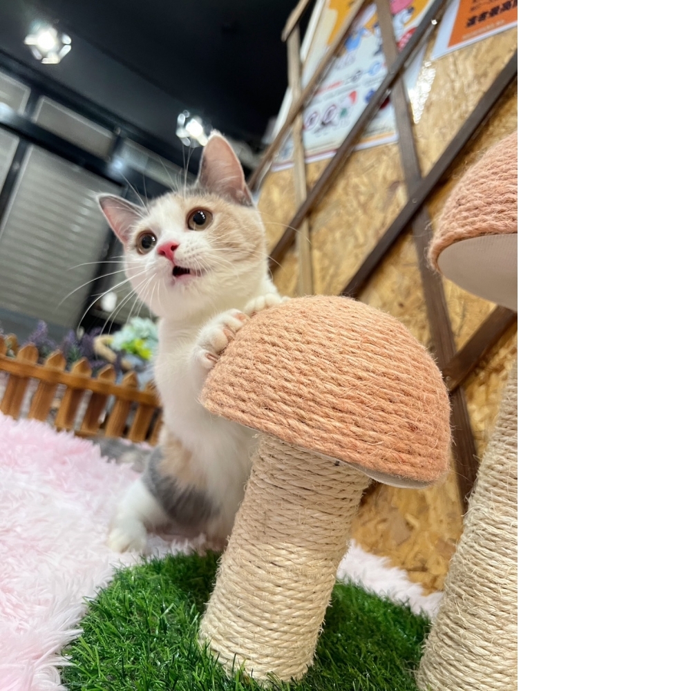 三花曼赤肯㊛小姐姐（☆已有家★）