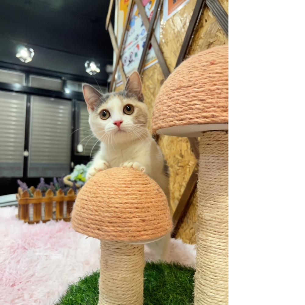 三花曼赤肯㊛小姐姐（☆已有家★）