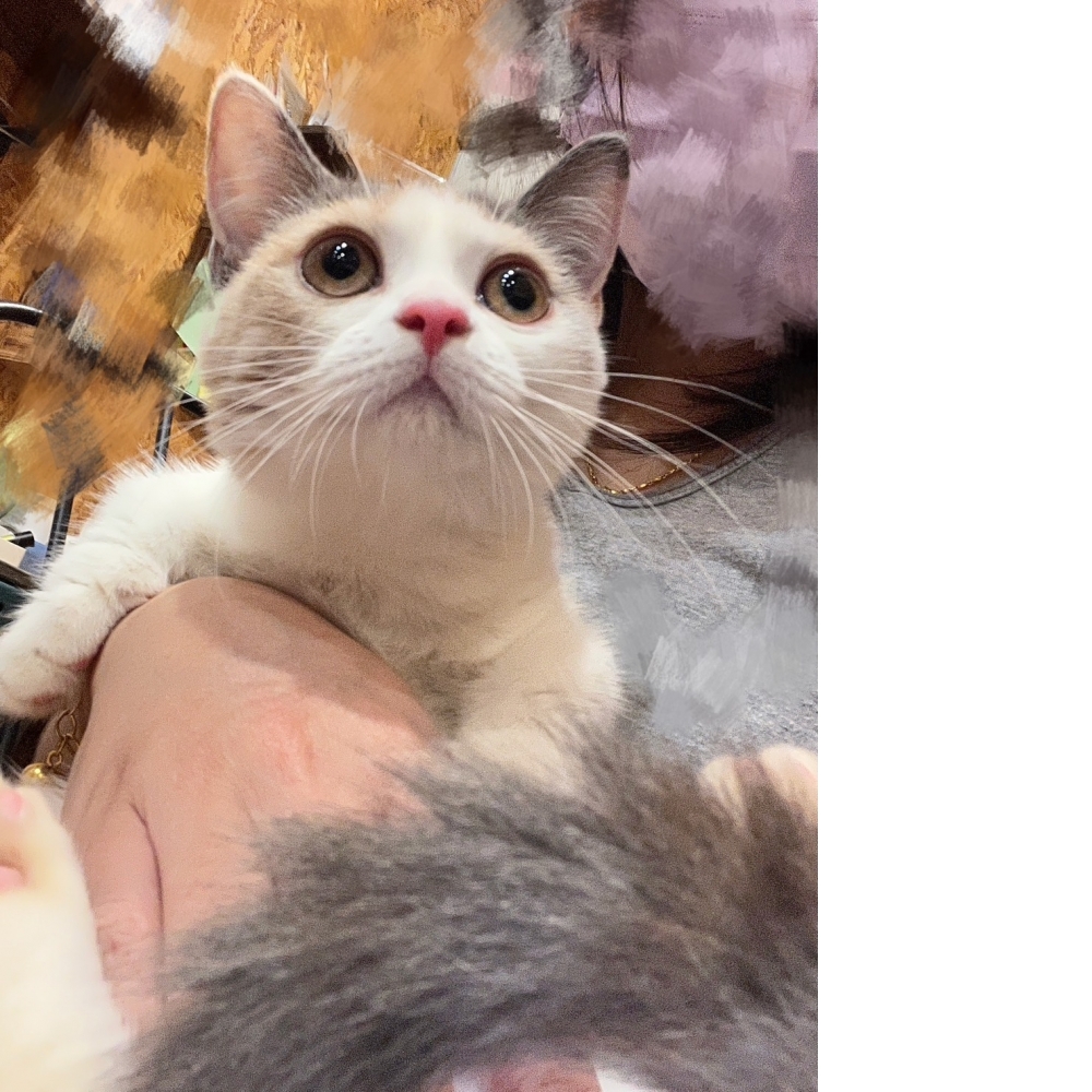 三花曼赤肯㊛小姐姐（☆已有家★）