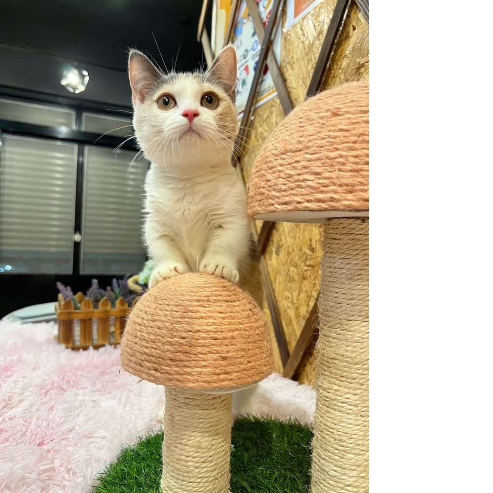 三花曼赤肯㊛小姐姐（☆已有家★）