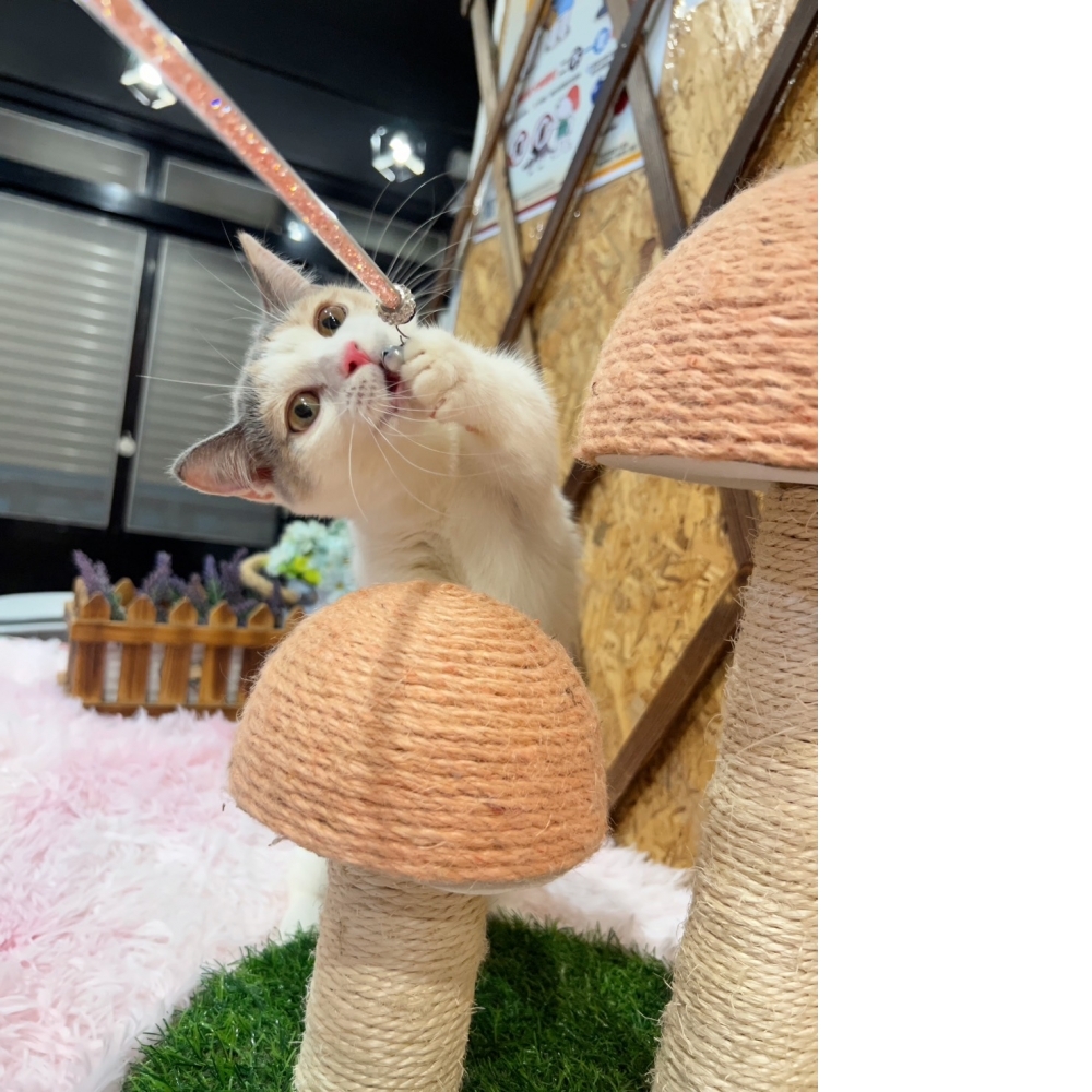 三花曼赤肯㊛小姐姐（☆已有家★）