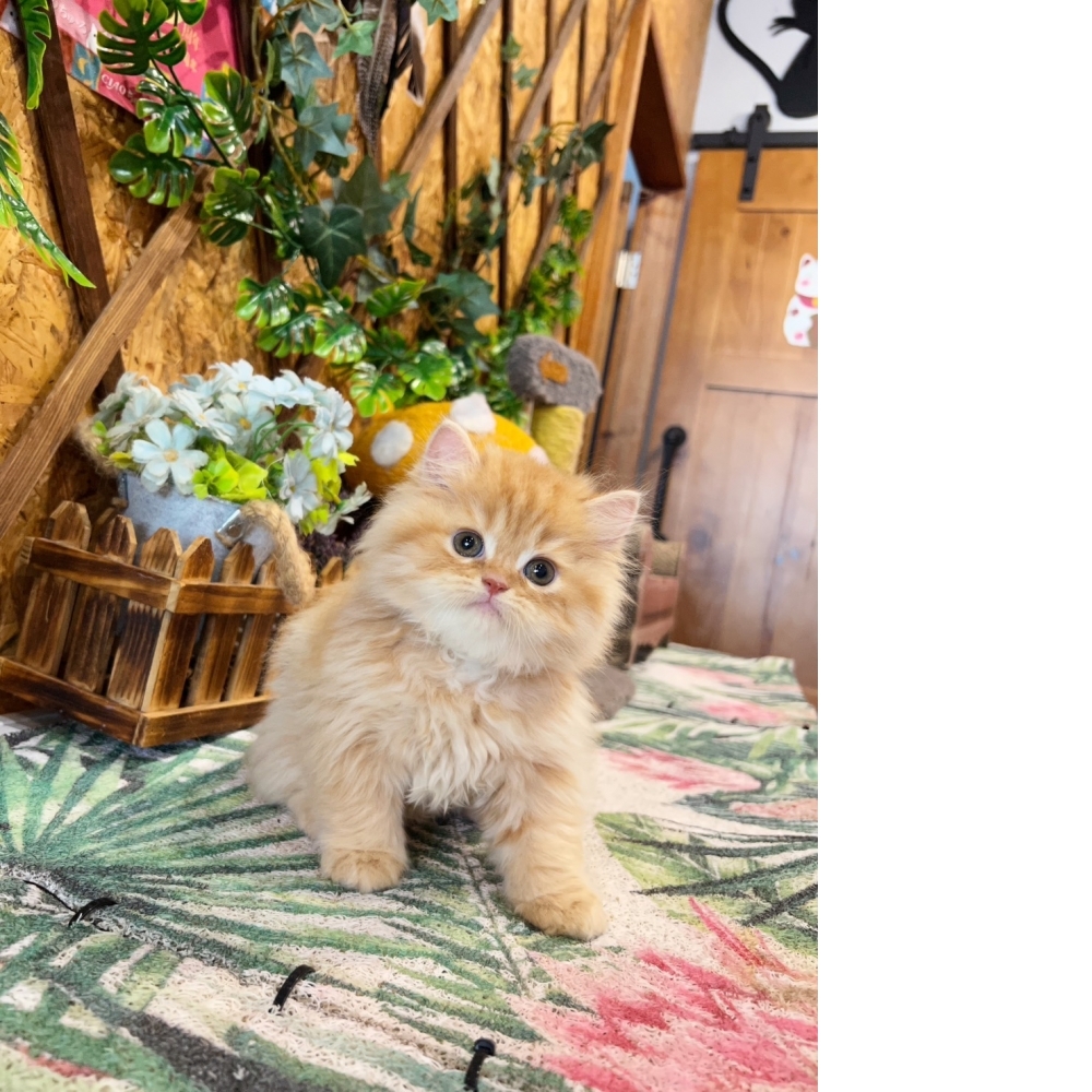 高級數★黃金金吉拉㊚弟弟（☆已有家★）