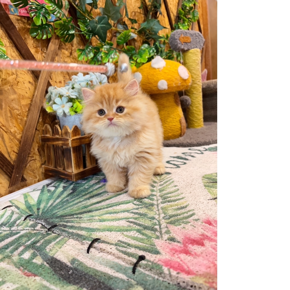 高級數★黃金金吉拉㊚弟弟（☆已有家★）