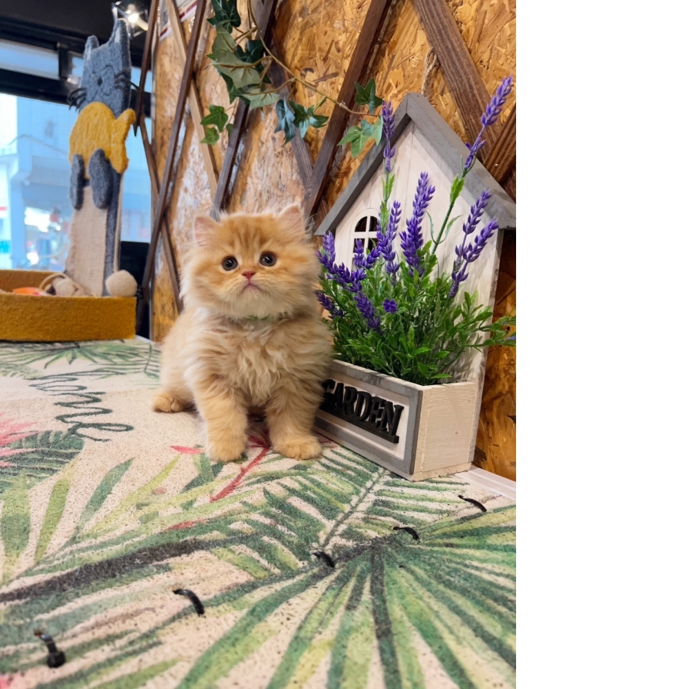 高級數★黃金金吉拉㊚弟弟（☆已有家★）