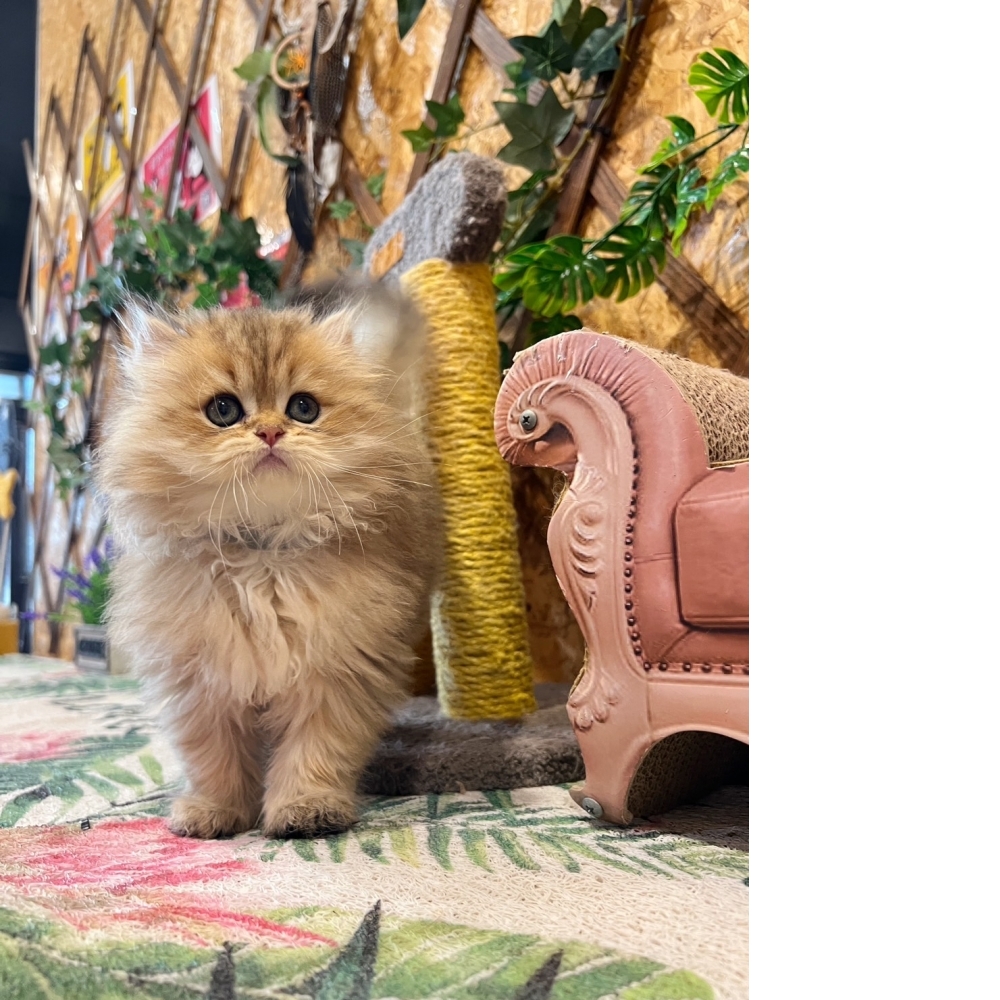 高級數★黃金金吉拉㊚弟弟（☆已有家★）