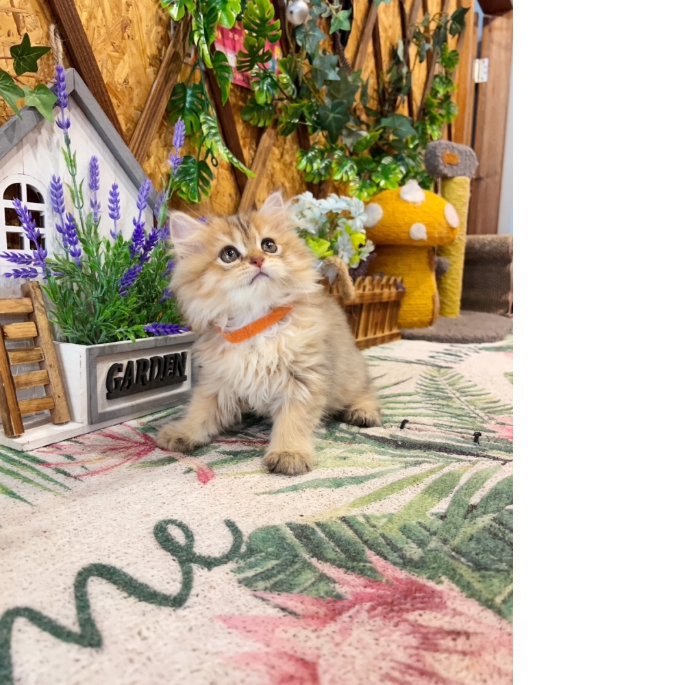 高級數★黃金金吉拉㊛妹妹（☆已有家★）