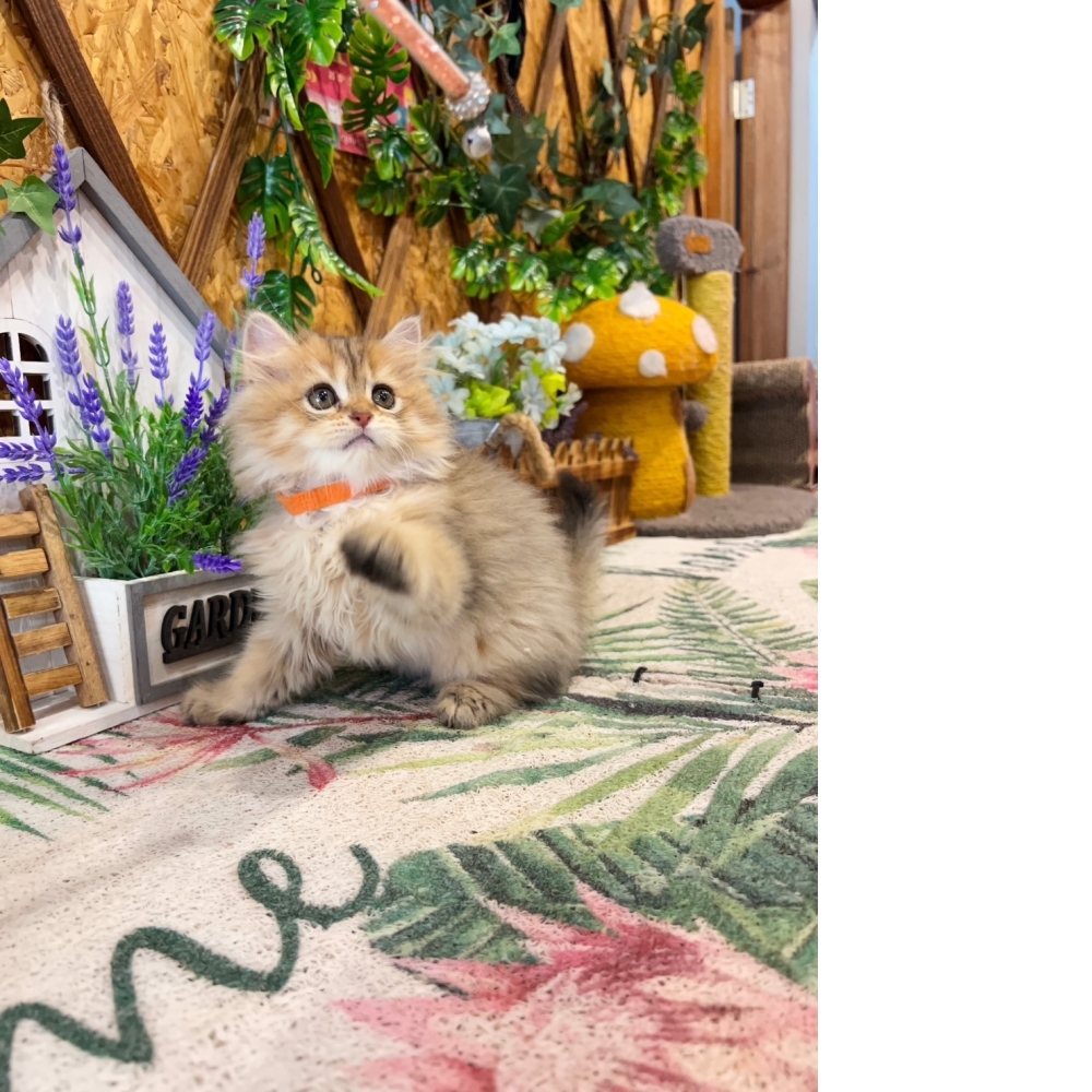 高級數★黃金金吉拉㊛妹妹（☆已有家★）