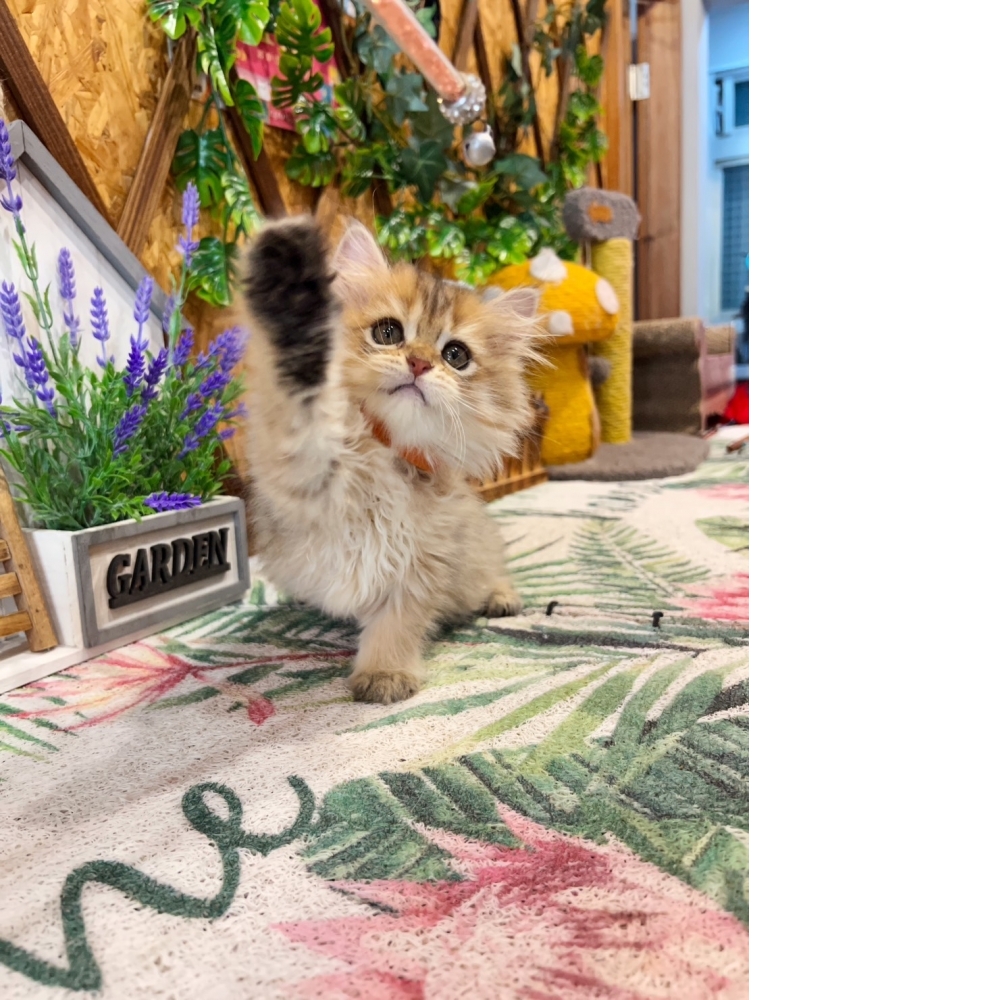 高級數★黃金金吉拉㊛妹妹（☆已有家★）