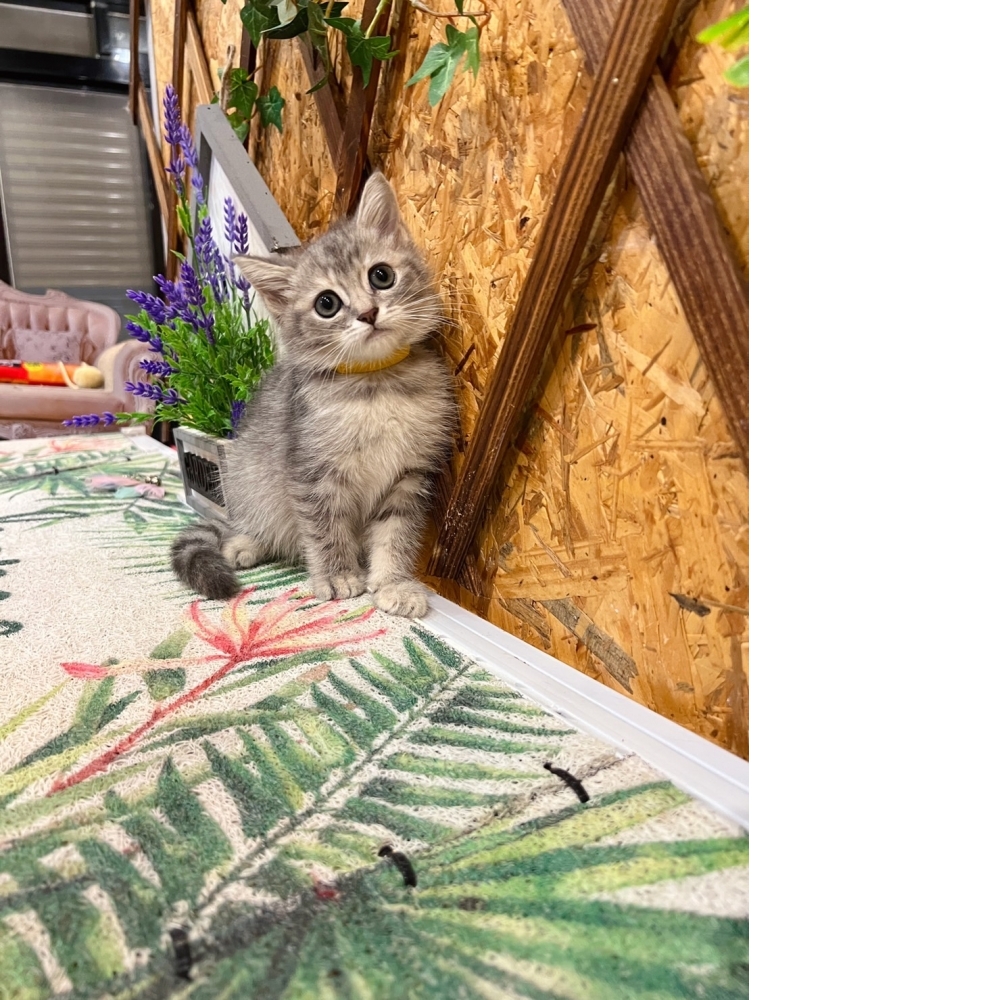 藍虎斑英短㊛妹妹（☆已有家★）