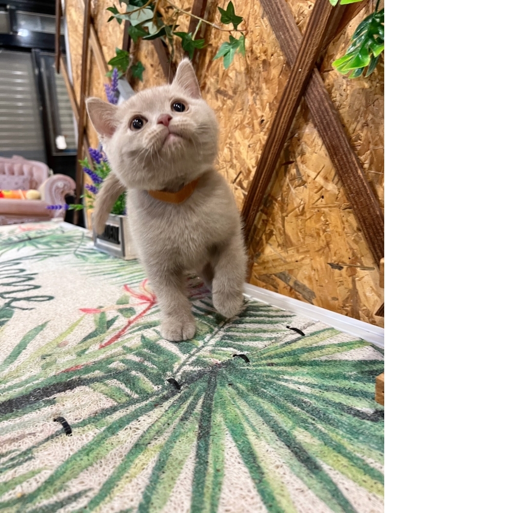 紫丁香英短㊚弟弟（☆