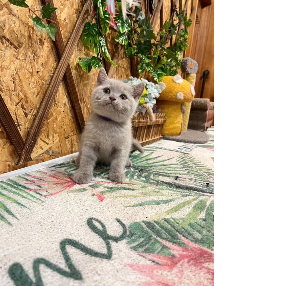紫丁香英短㊚弟弟（☆已有家★）