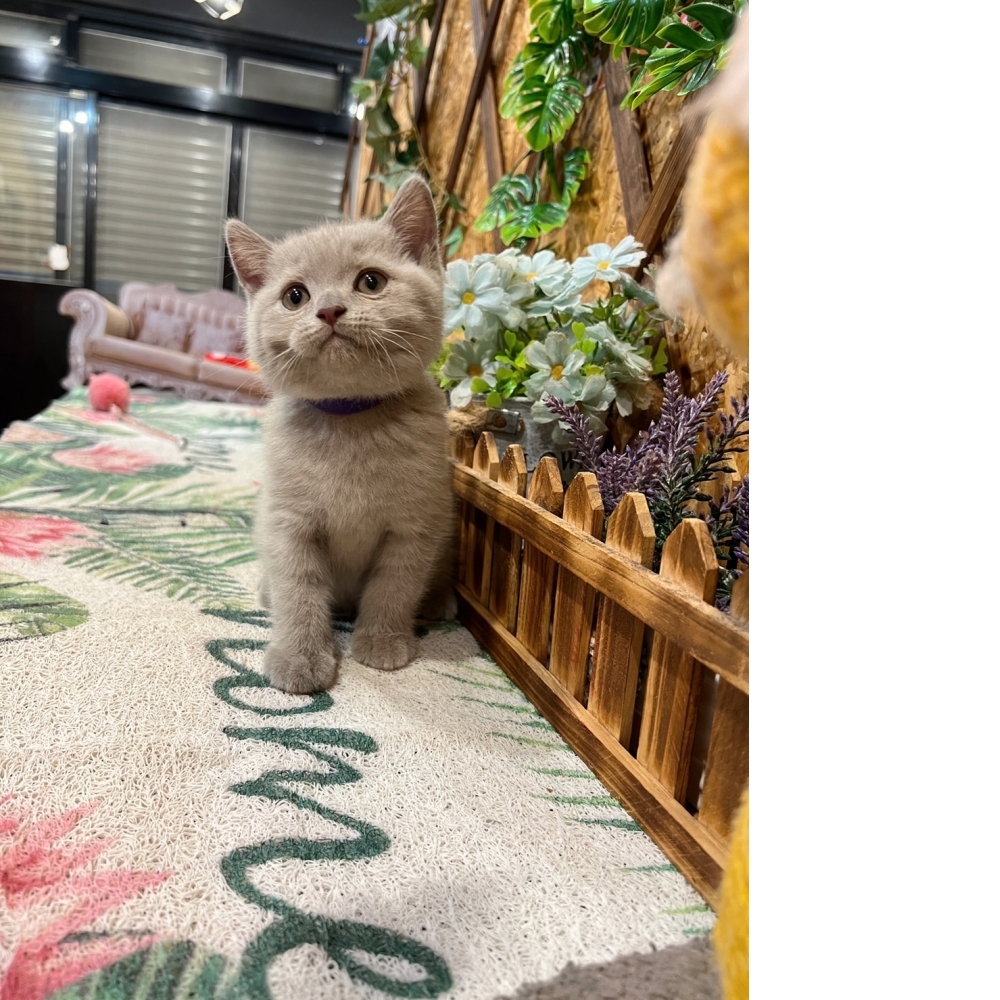 紫丁香英短㊚弟弟（☆已有家★）