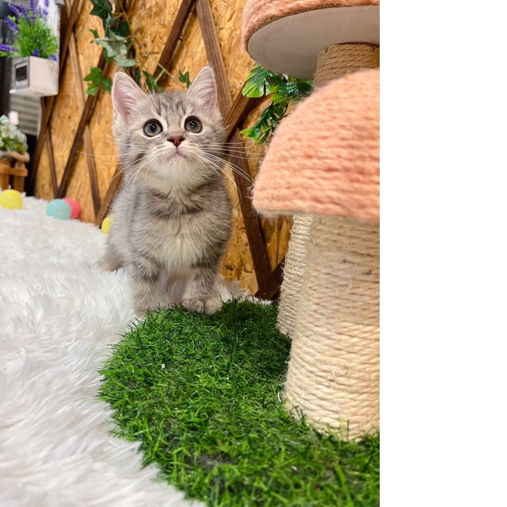 藍虎斑英短㊚弟弟 （☆已有家★）