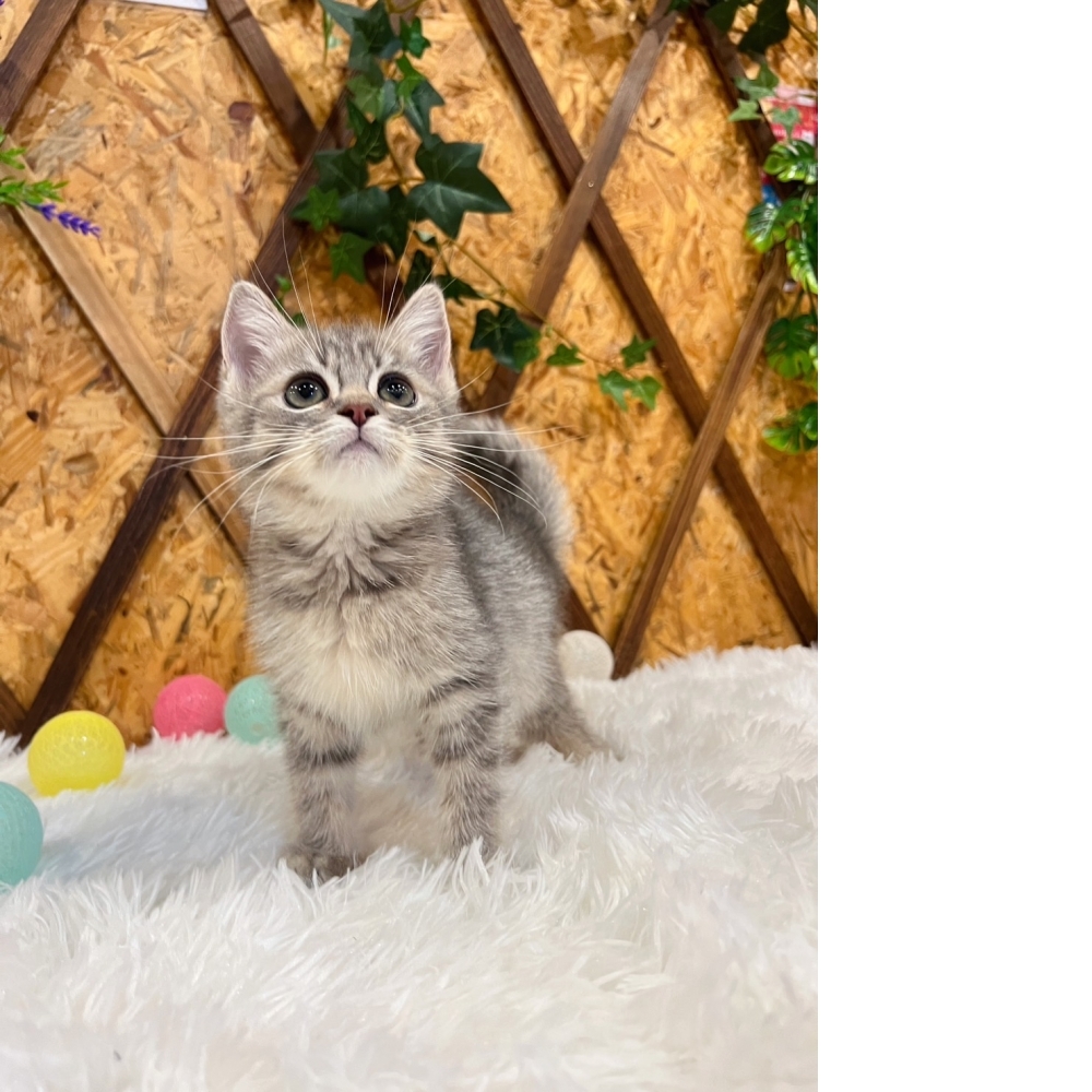 藍虎斑英短㊚弟弟 （☆已有家★）