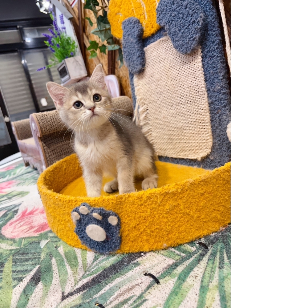 藍虎斑英短㊛妹妹（☆已有家★）