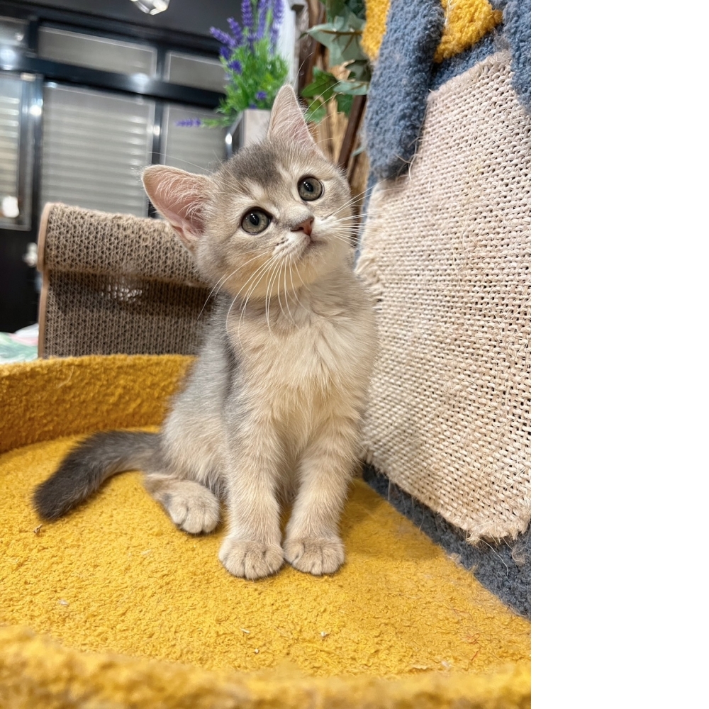 藍虎斑英短㊛妹妹（☆已有家★）