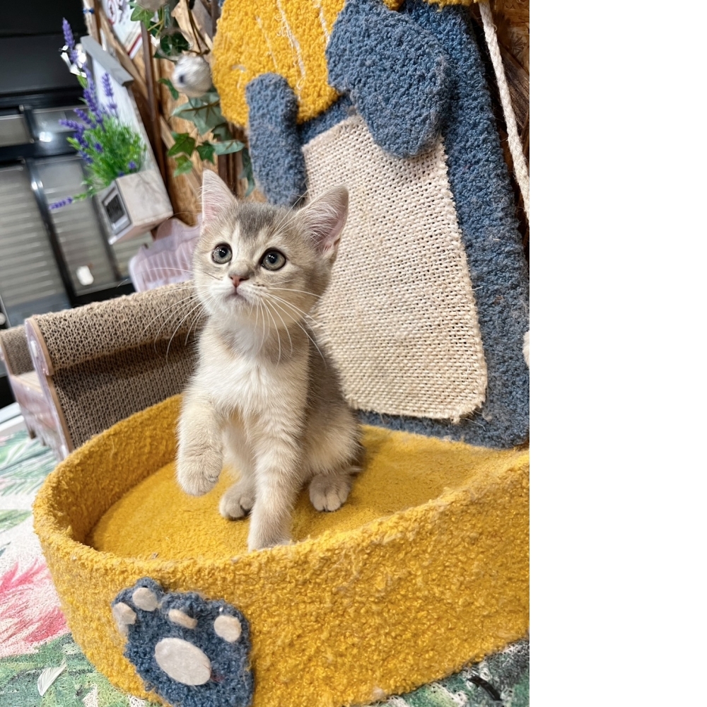 藍虎斑英短㊛妹妹（☆已有家★）