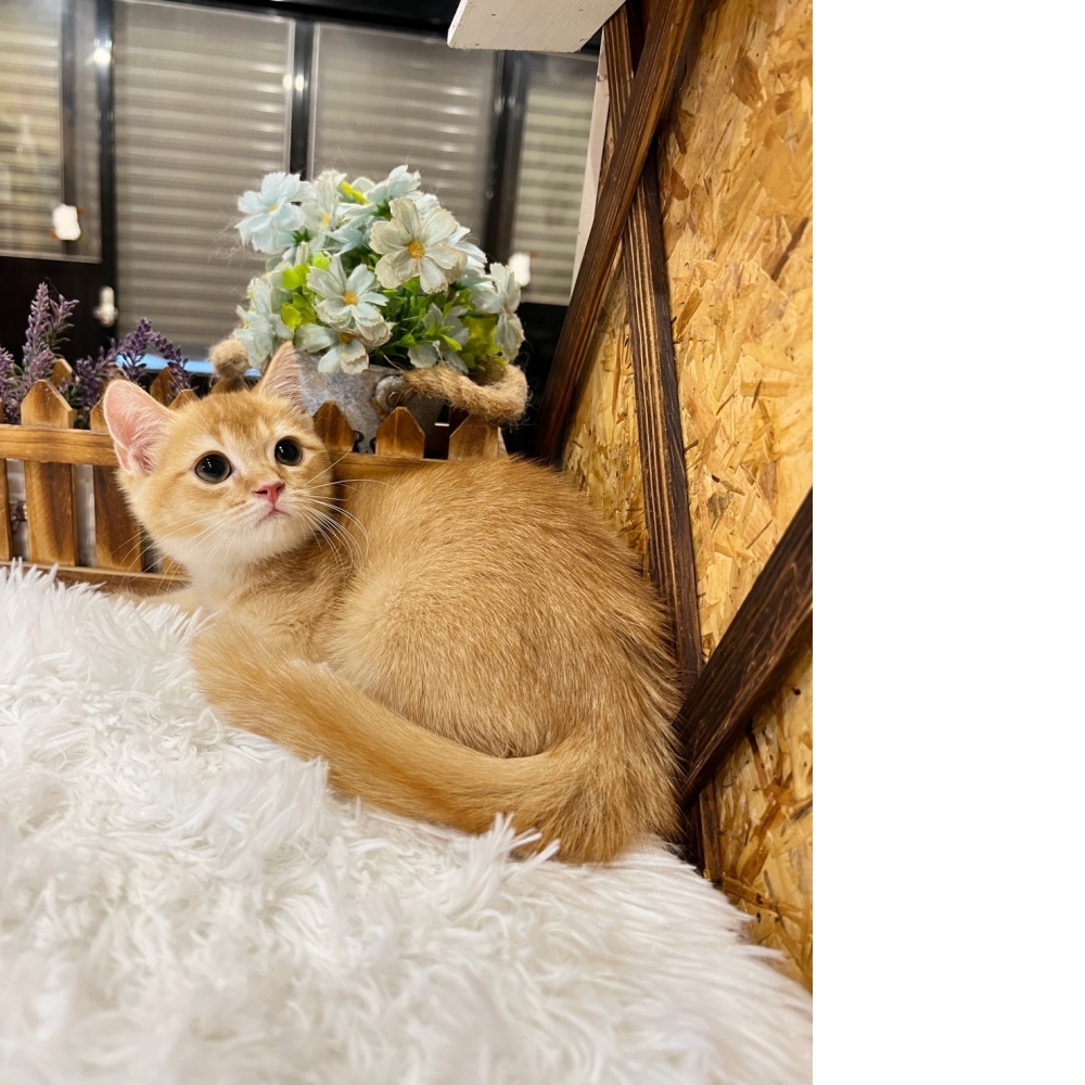紅金英短㊚弟弟 （☆已有家★）