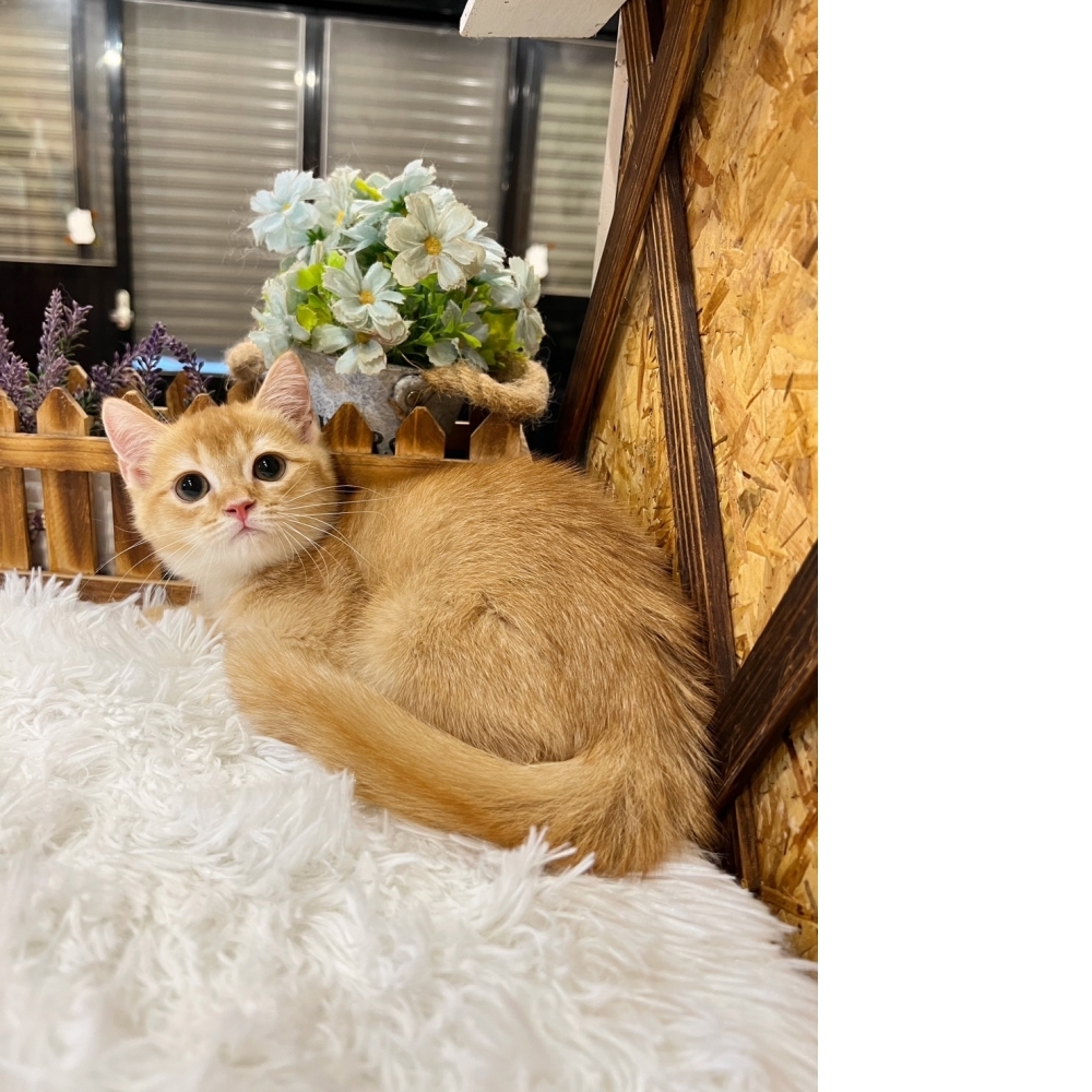 紅金英短㊚弟弟 （☆已有家★）