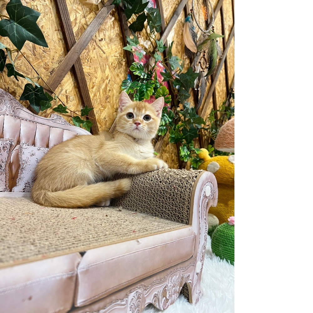 紅金英短㊚弟弟 （☆已有家★）