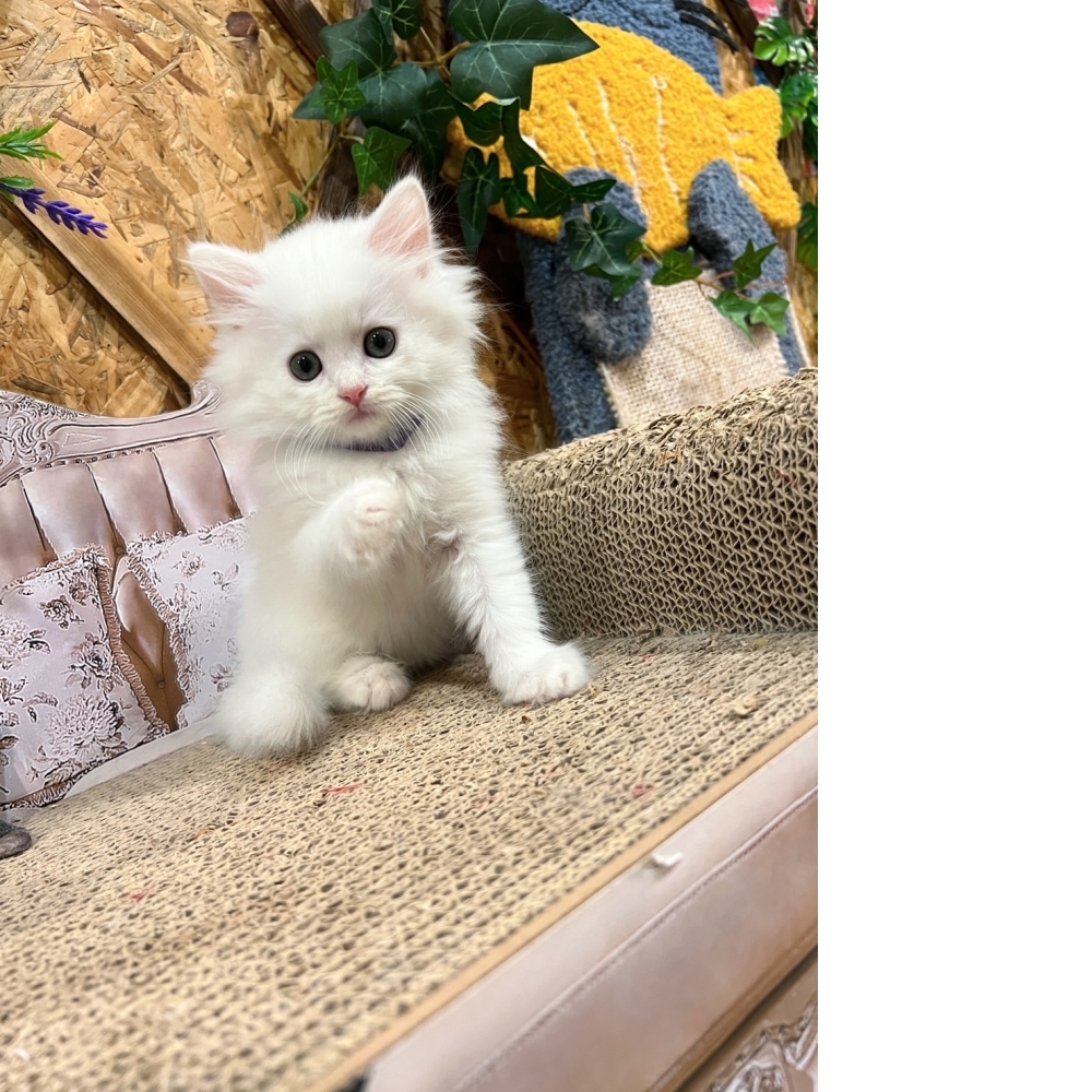 白英長㊚弟弟（☆已有家★）