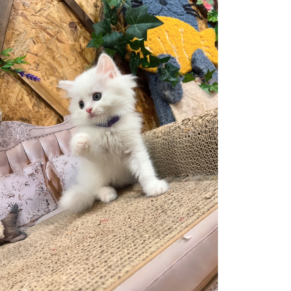 白英長㊚弟弟（☆已有家★）