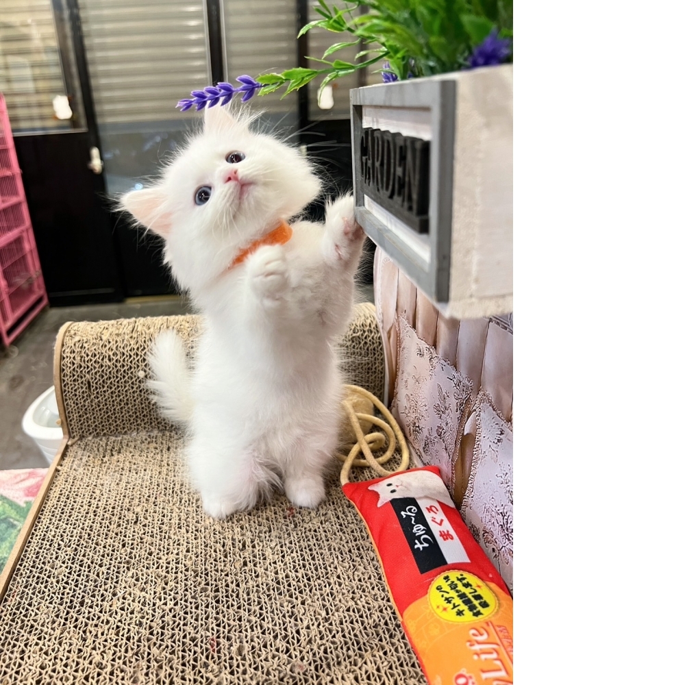 白英長(藍眼)㊛妹妹（☆已有家★）