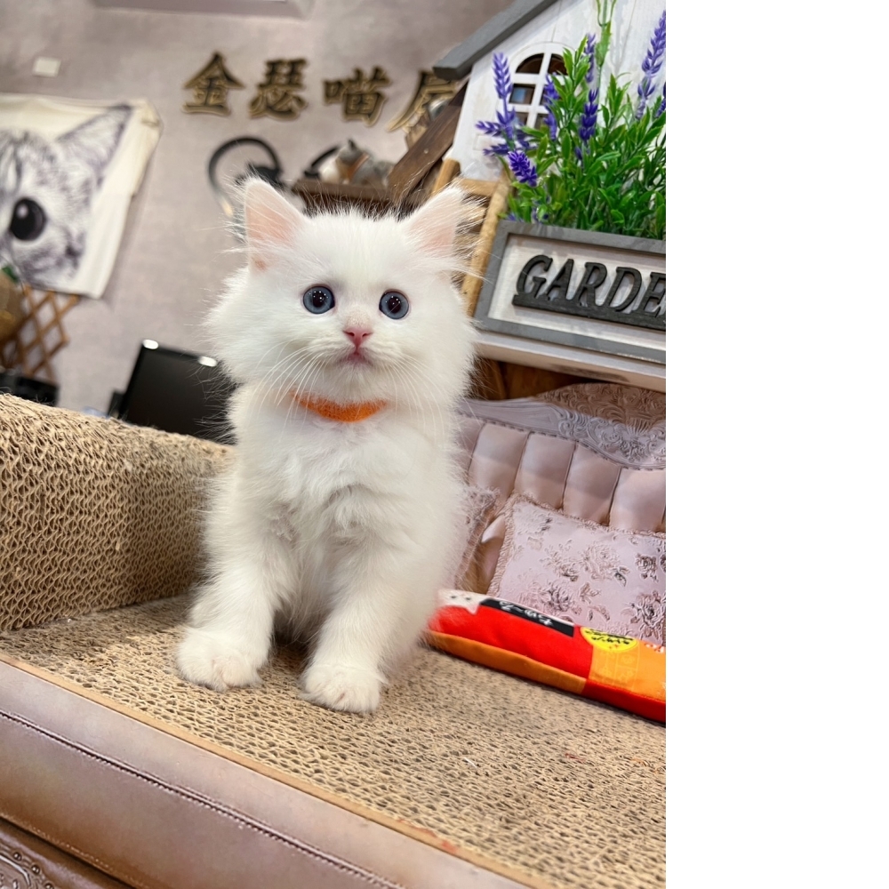 白英長(藍眼)㊛妹妹（☆已有家★）