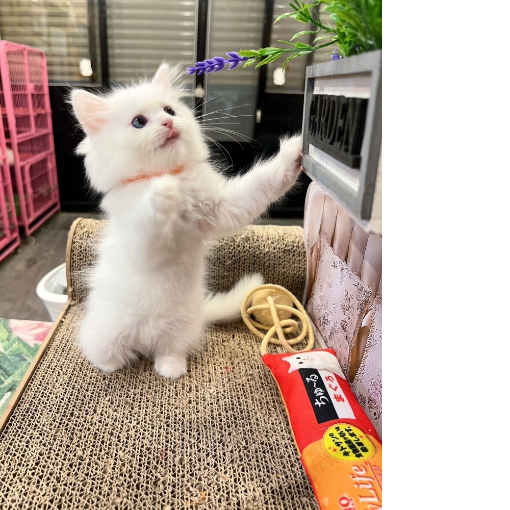 白英長(藍眼)㊛妹妹