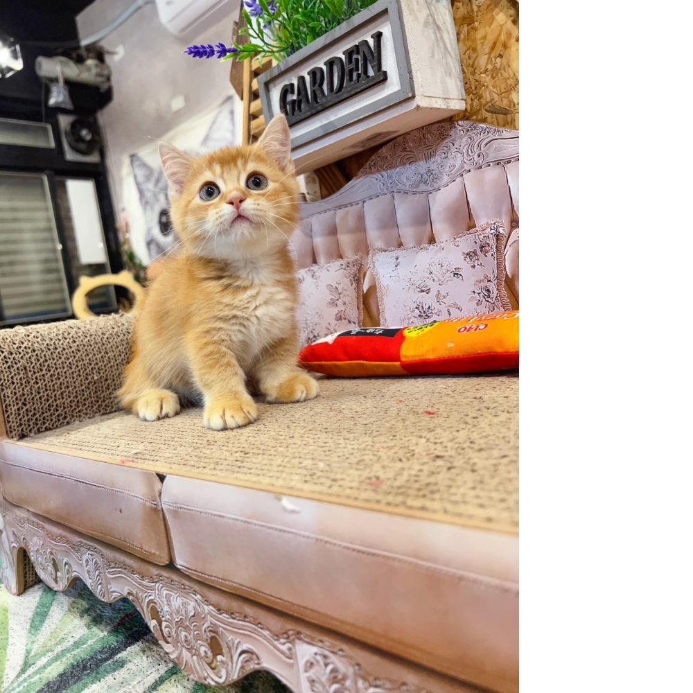 紅金曼赤肯㊚弟弟 （☆已有家★）