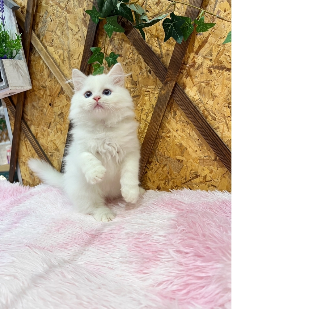 白英長㊚弟弟（☆已秒殺有家★）