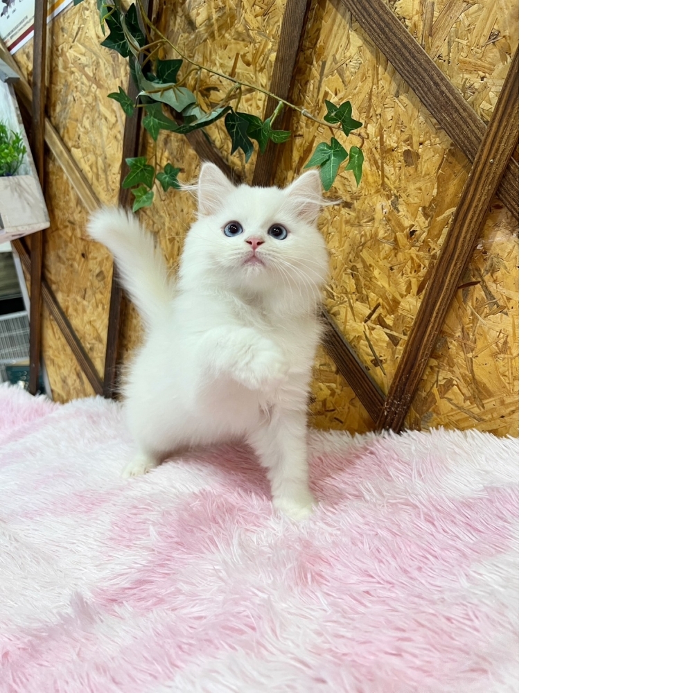 白英長㊚弟弟（☆已秒殺有家★）