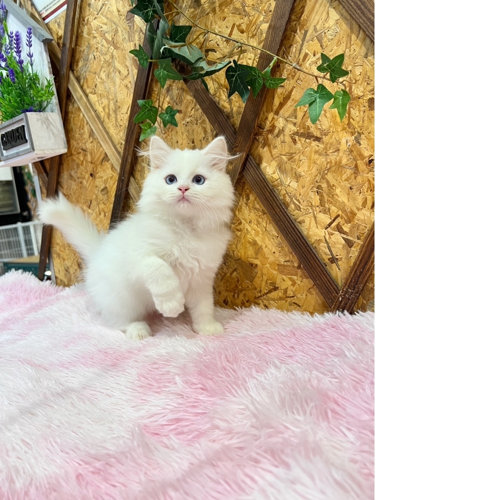 白英長㊚弟弟（☆已秒殺有家★）