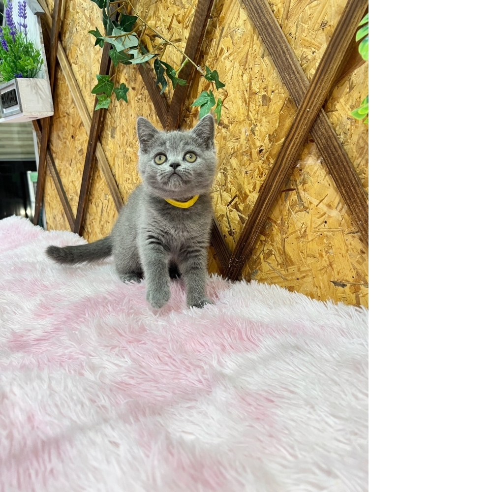 經典藍英短㊛妹妹（☆已有家★）