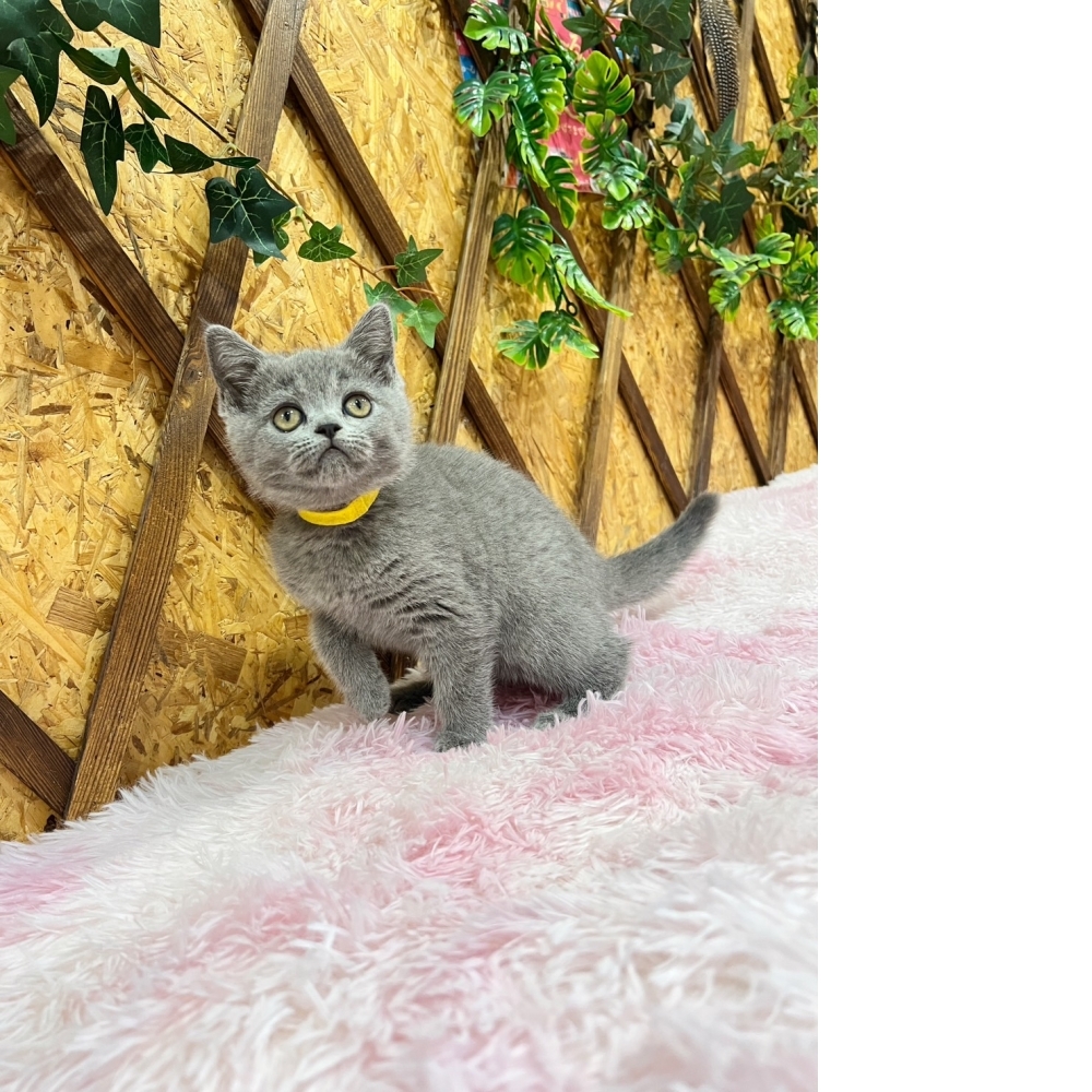 經典藍英短㊛妹妹（☆已有家★）
