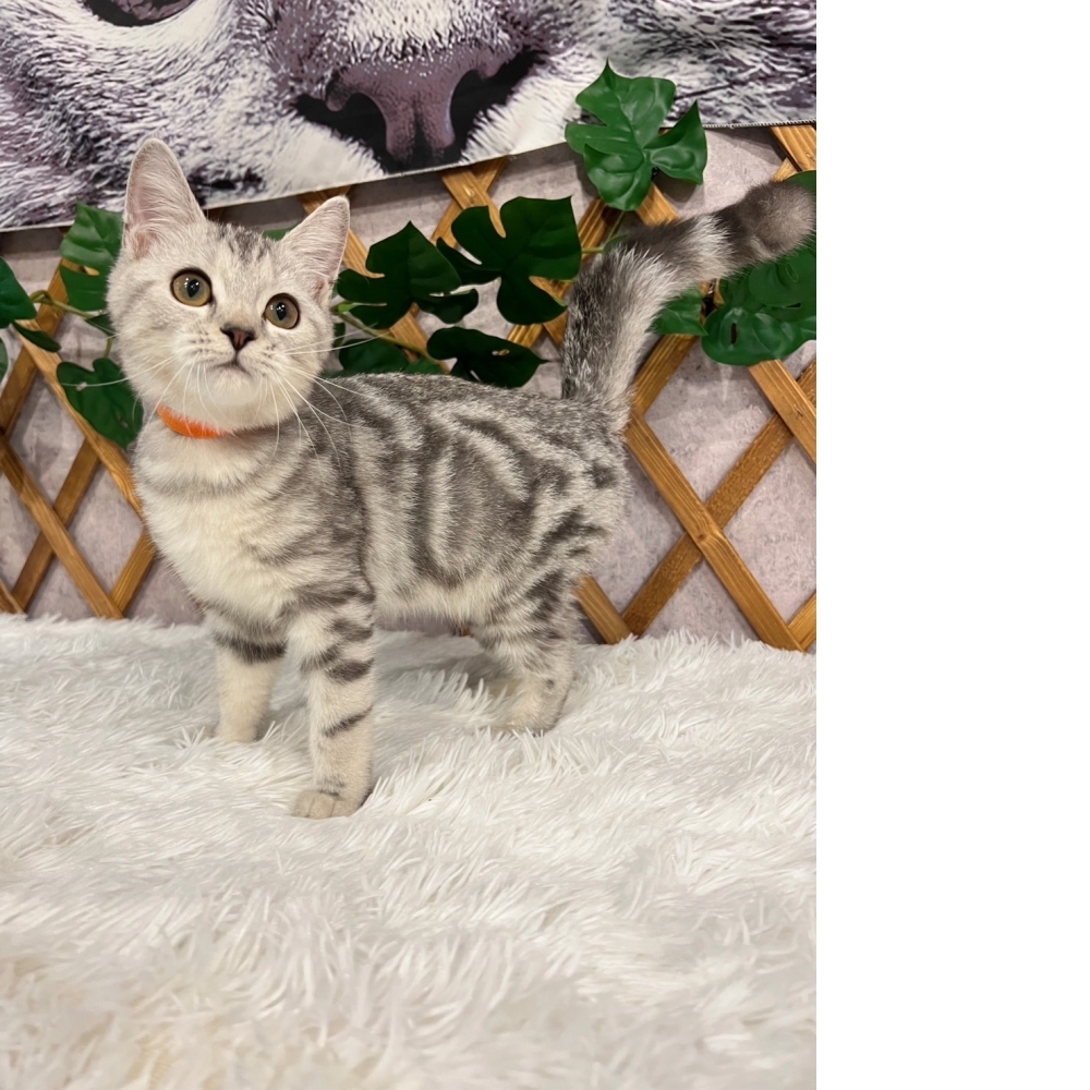 銀白螺旋紋㊛妹妹 （☆已有家★）