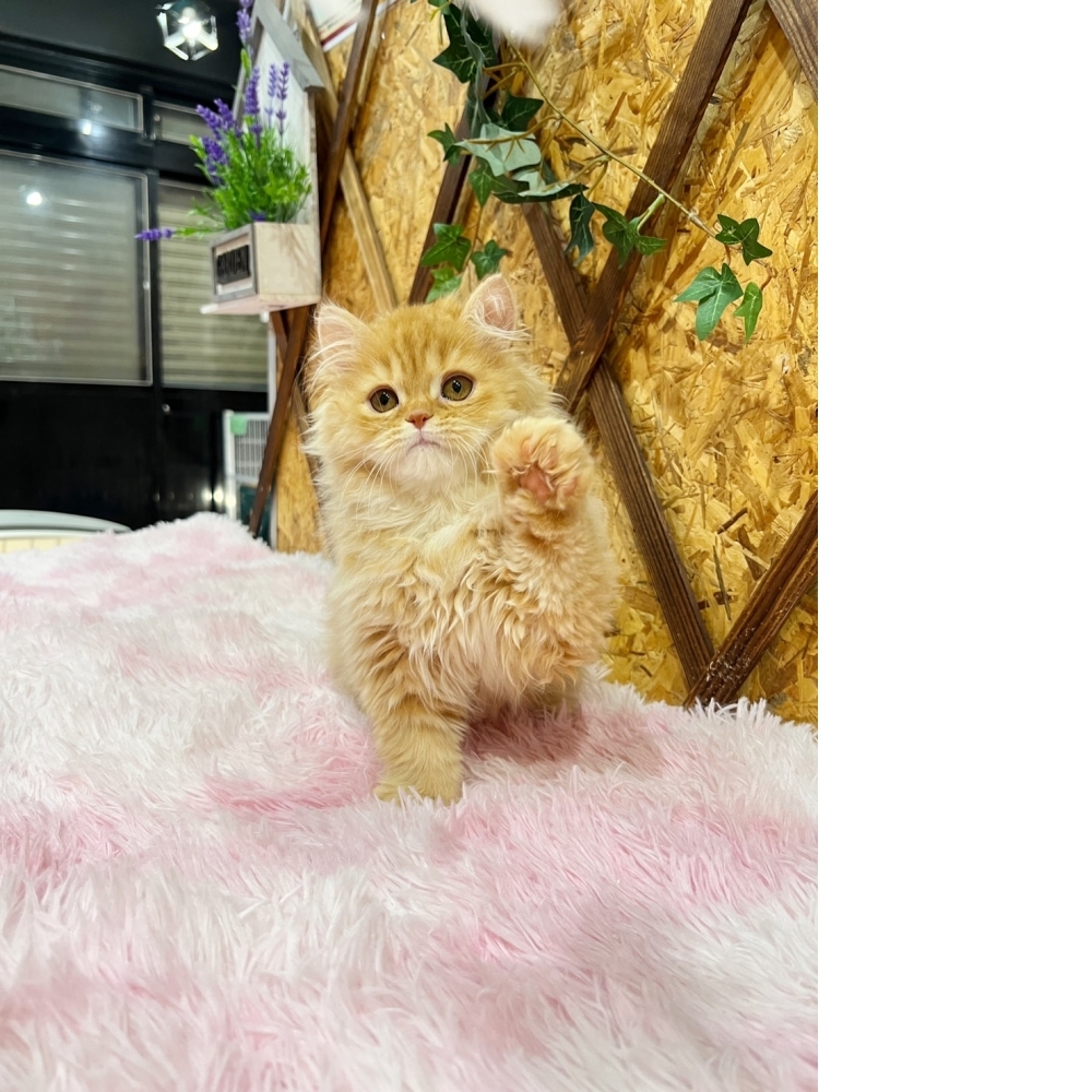 黃金金吉拉㊚弟弟  （☆已有家★）
