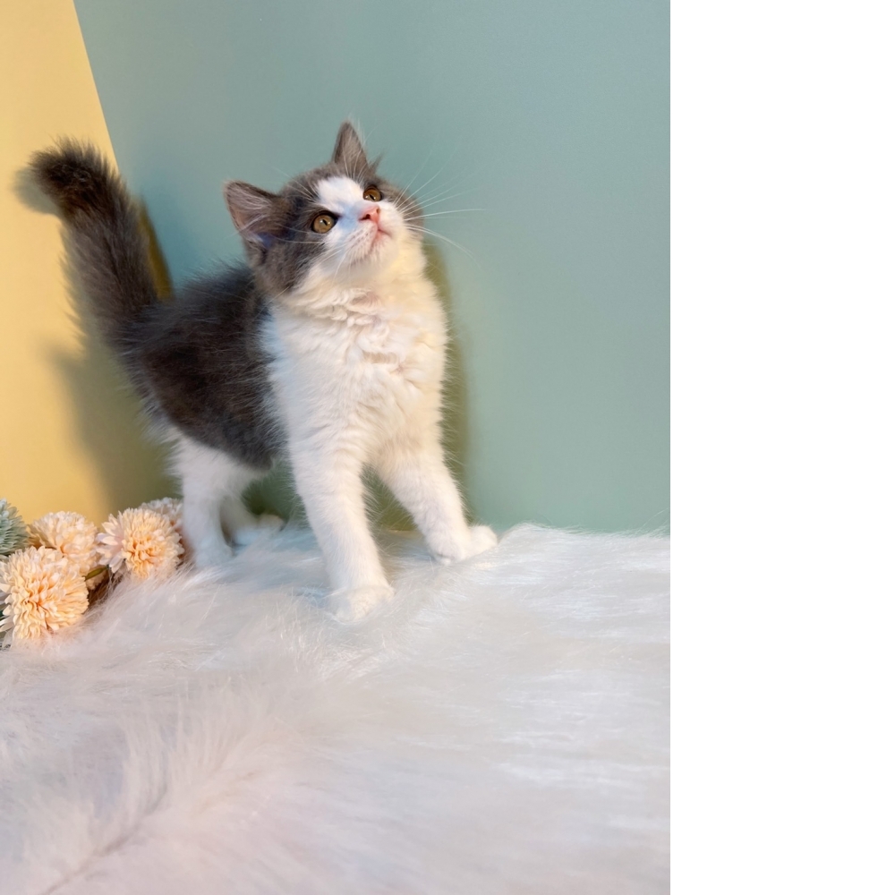 藍白賓士英長㊚弟弟（☆已有家★）