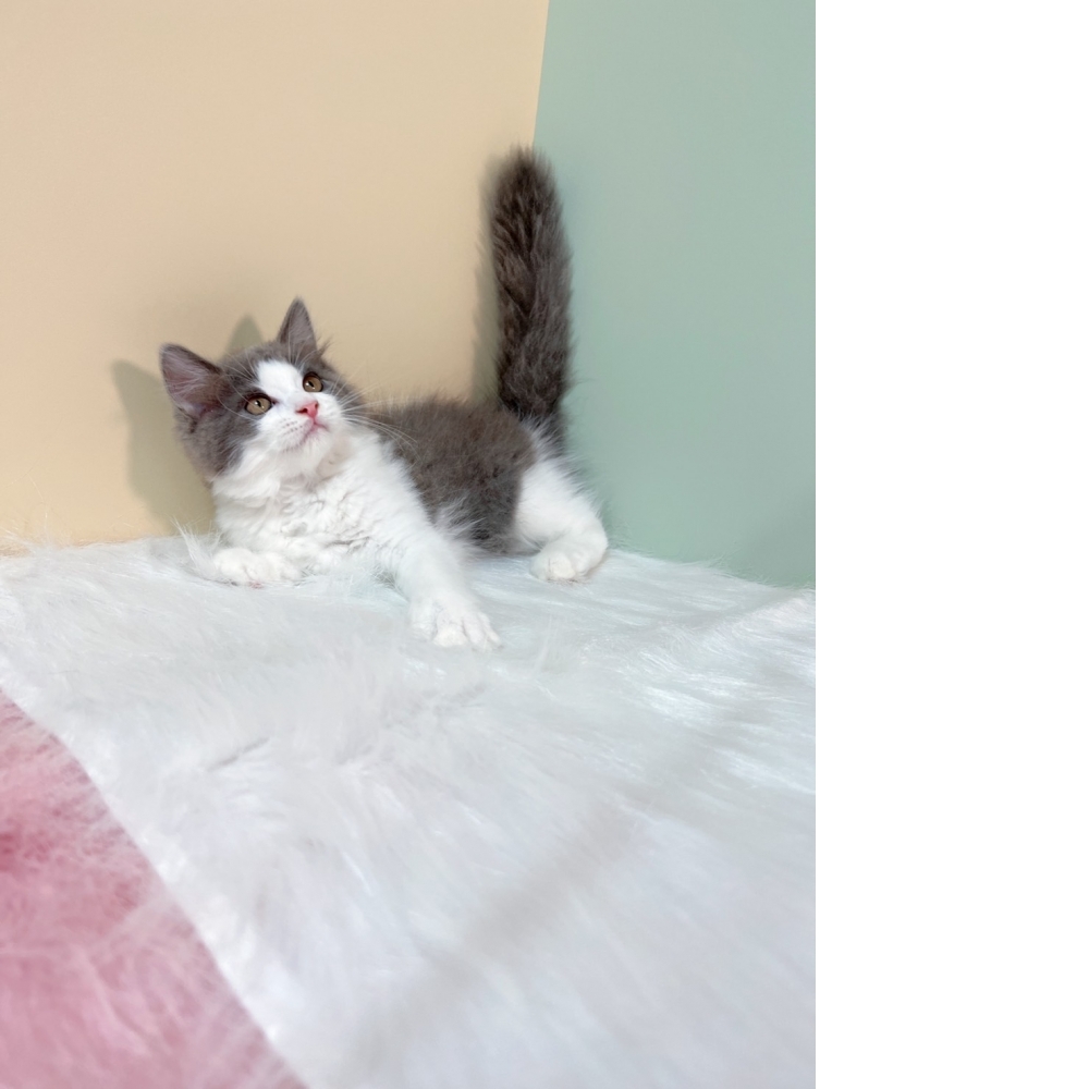 藍白賓士英長㊚弟弟（☆已有家★）