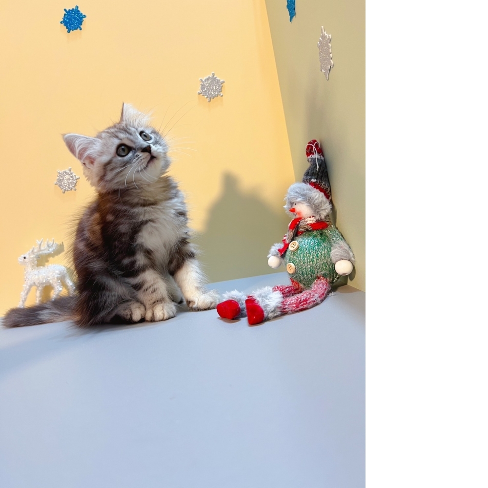 長毛美短㊛妹妹 （☆