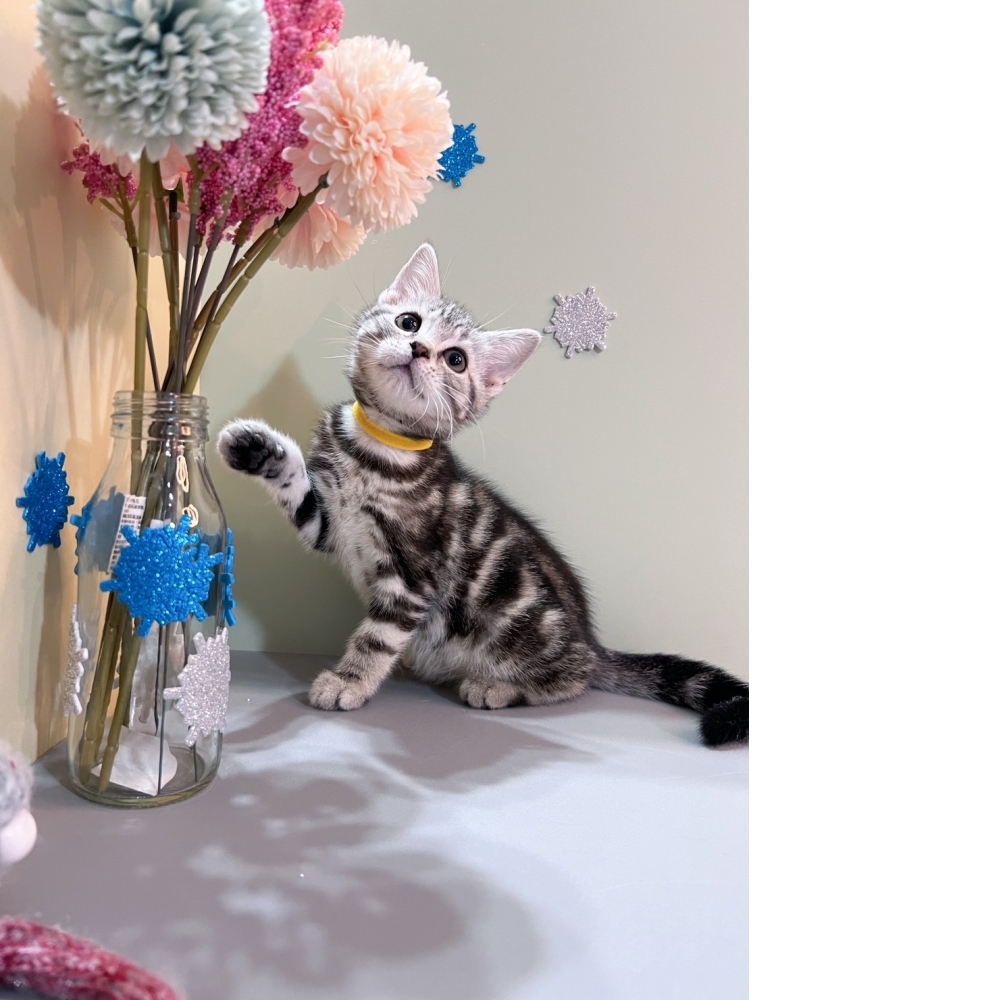 銀白美短㊛妹妹 （☆